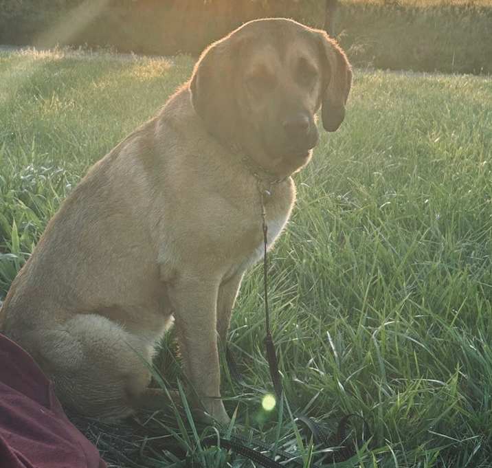 Photo of Coco - Your Adventure Buddy Awaits!