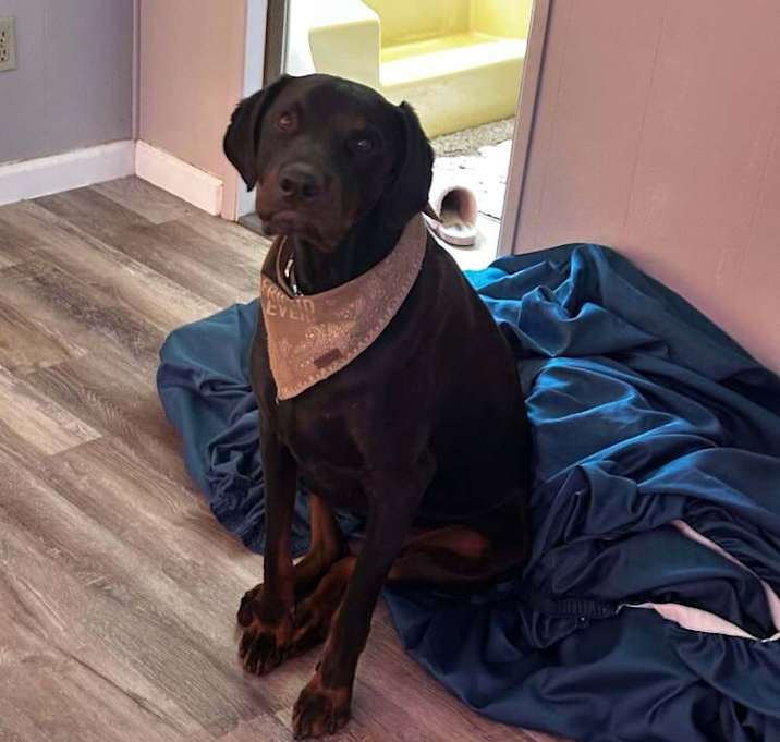 Photo of Bear