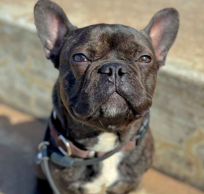 Photo of Grizzly