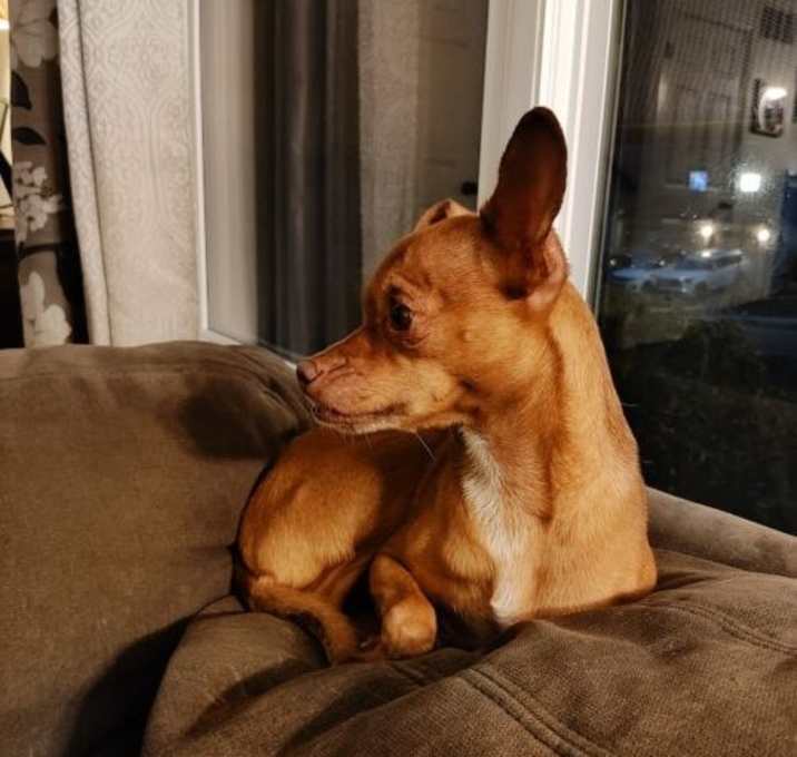 Photo of Creamsicle