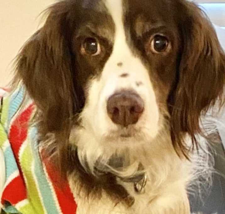 Photo of Layla