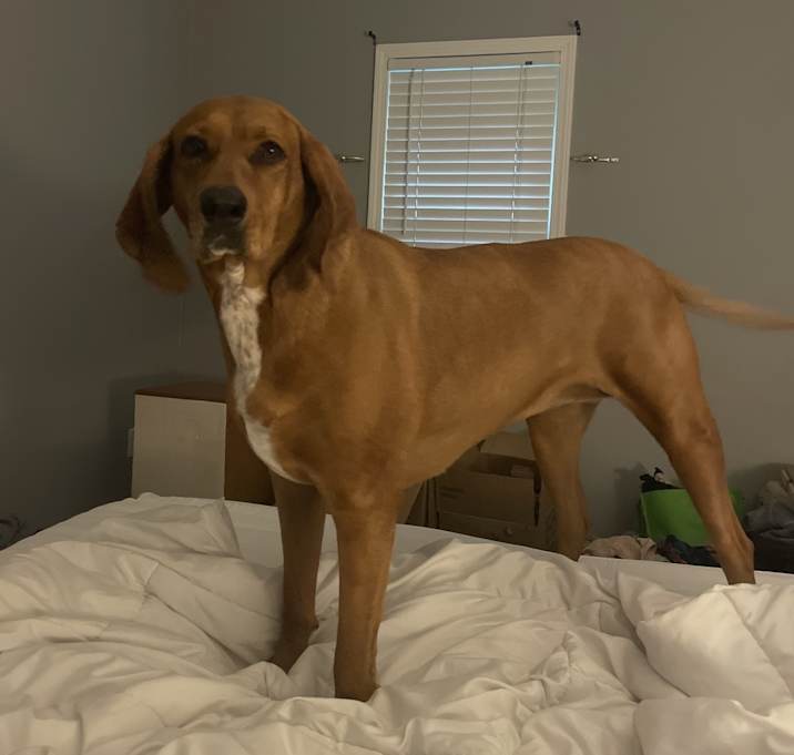 Photo of Ruby