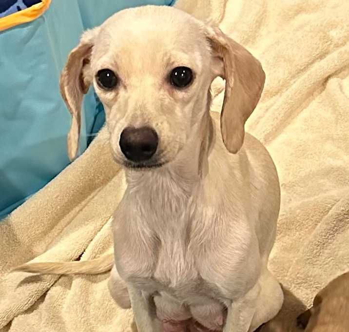 Photo of Luna