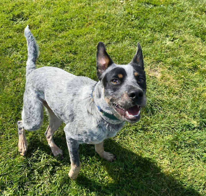 Photo of Chief
