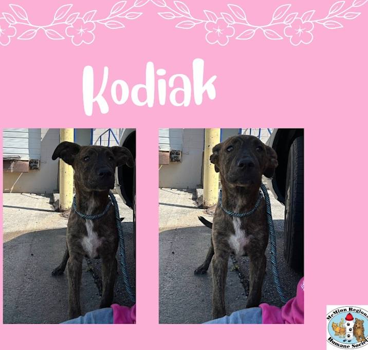 Photo of Kodiak