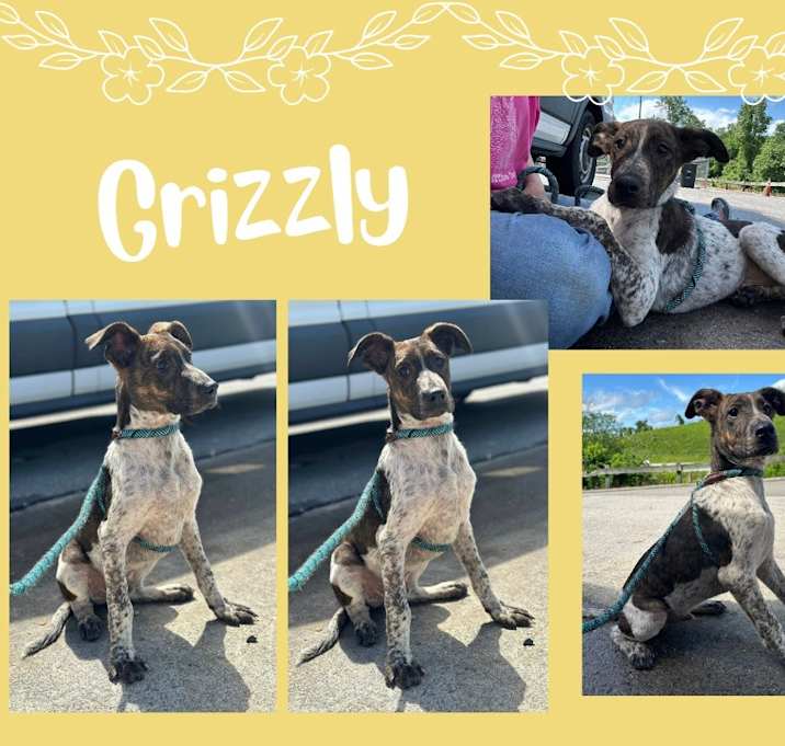 Photo of Grizzly