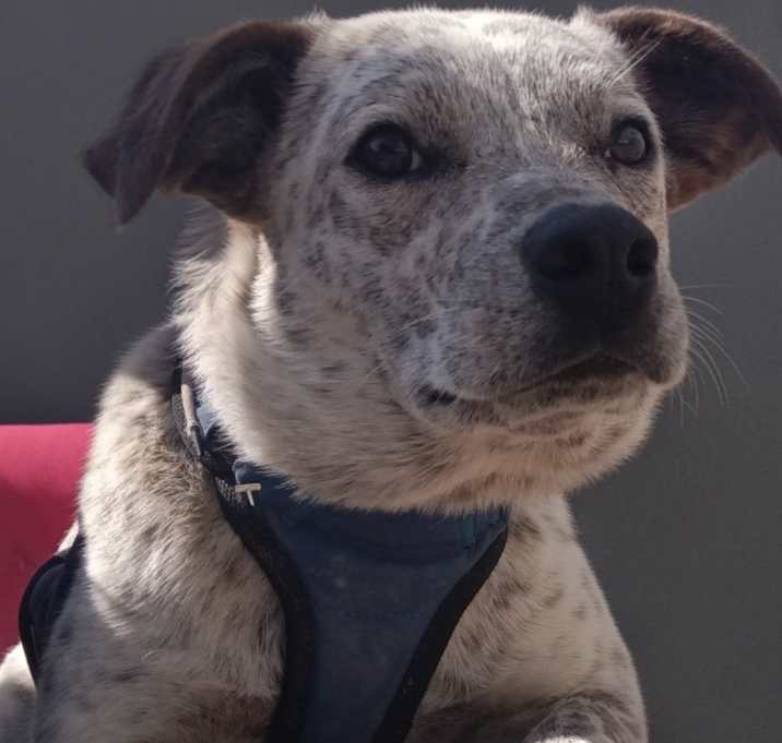 Photo of Juniper