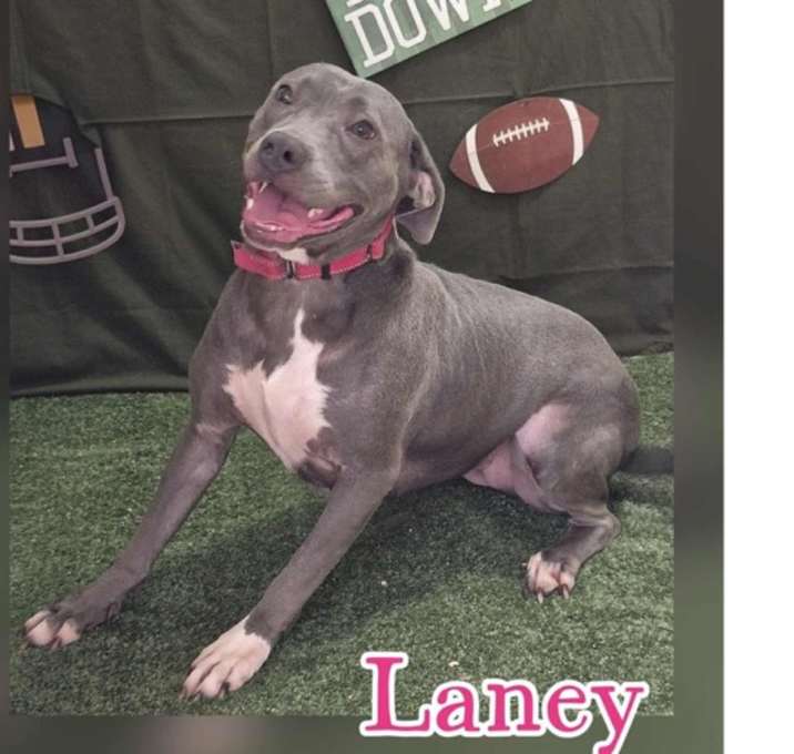 Laney