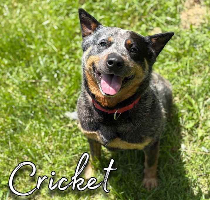 Photo of Cricket
