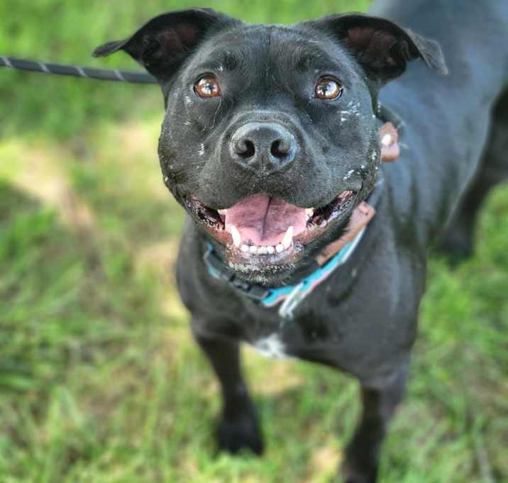 Photo of Buttercup