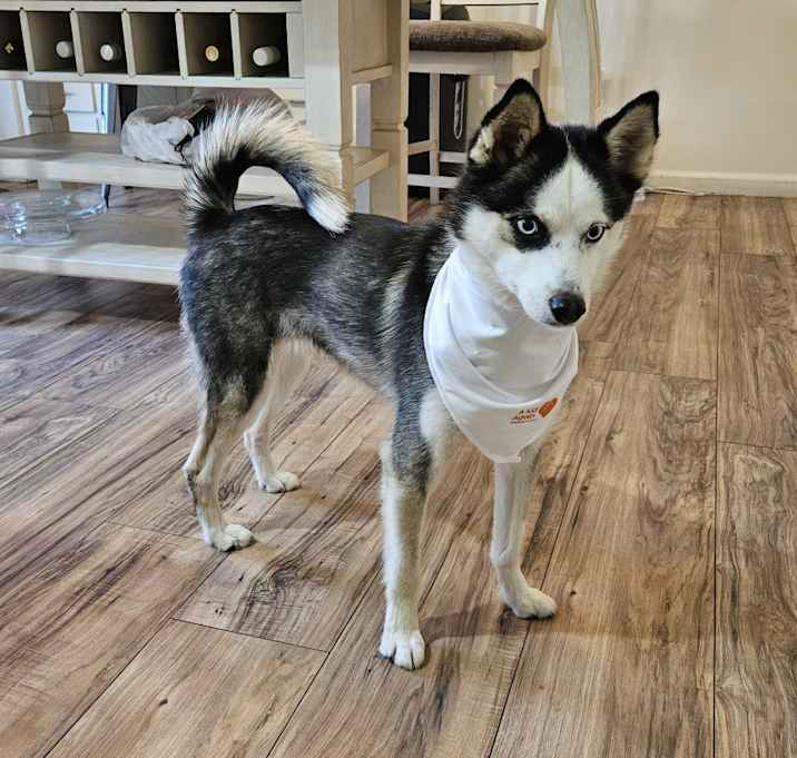 Photo of Prince