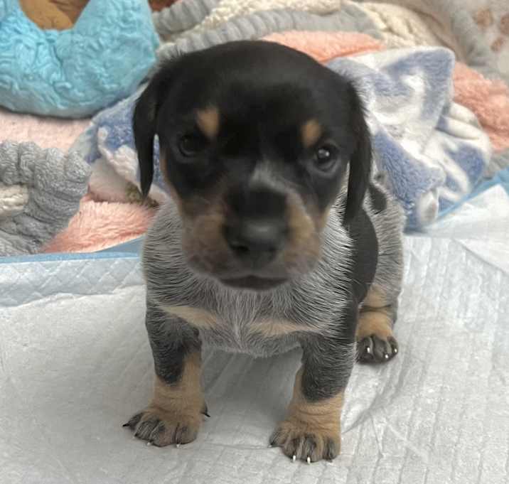 Photo of Oscar