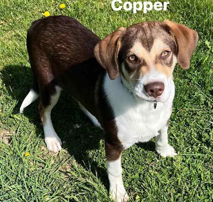 Photo of Copper