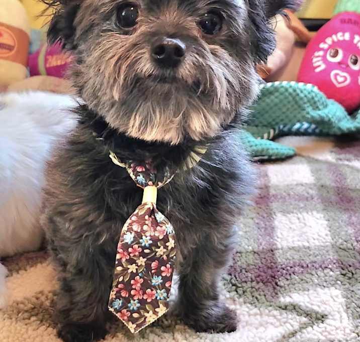 Photo of Bentley