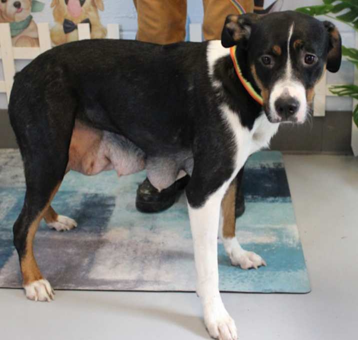 Photo of Primrose URGENT DUMPED!