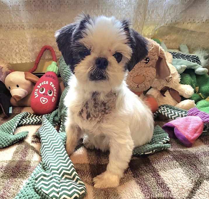 Photo of Milo