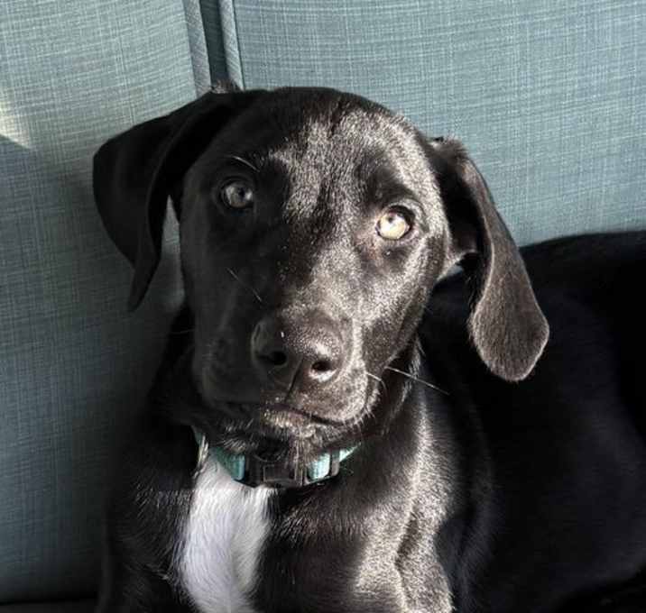 Photo of Rowdy