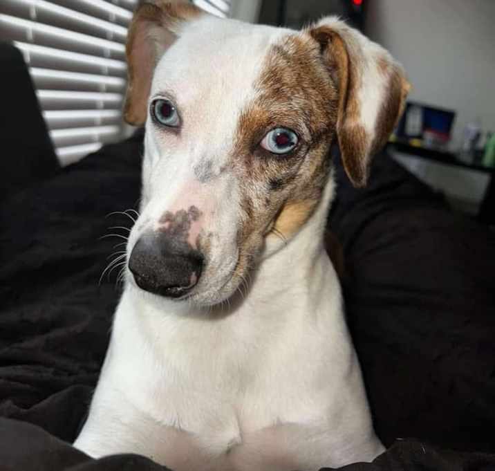 Photo of Buttercup