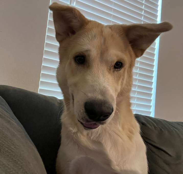 Photo of Maverick