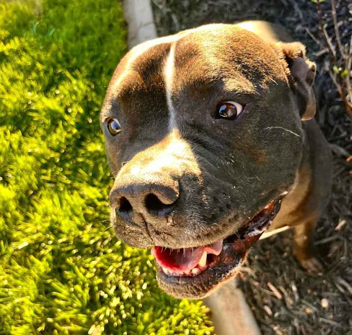 Photo of Dozer