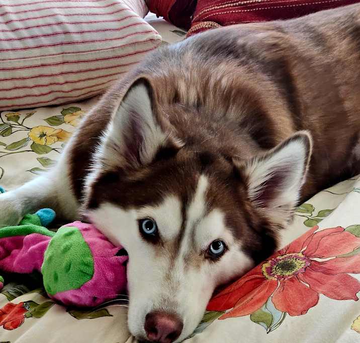 Photo of Sienna