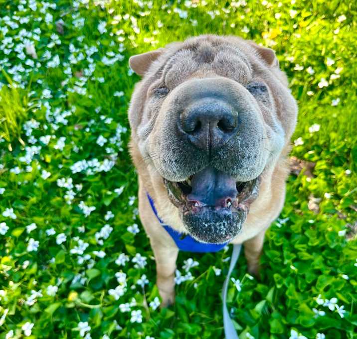 Photo of Mabel