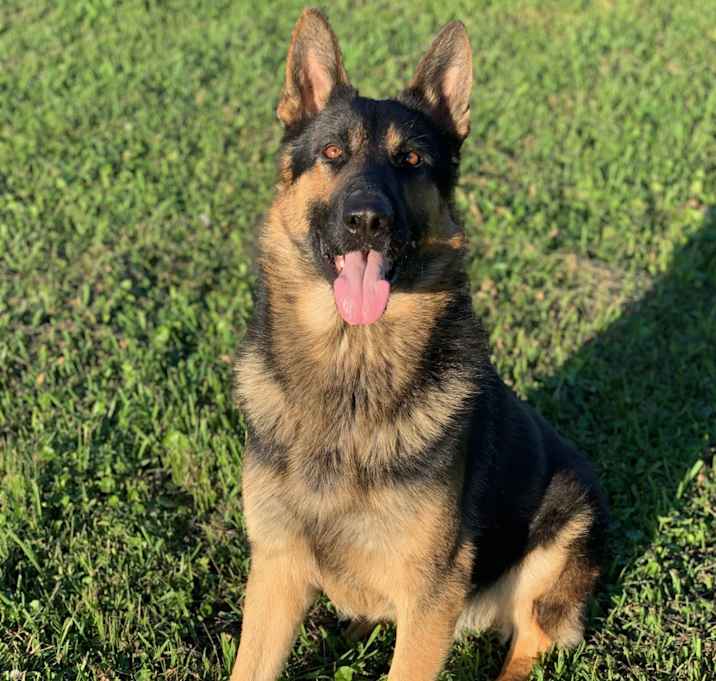 Photo of Riley