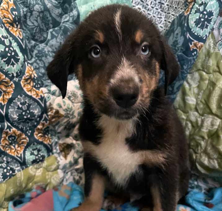 Photo of Bear