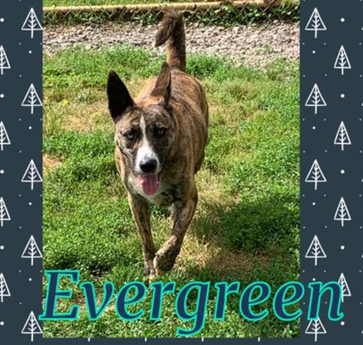 Photo of Evergreen