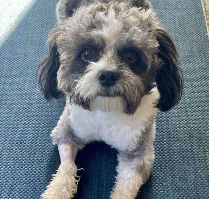 Photo of Harvey