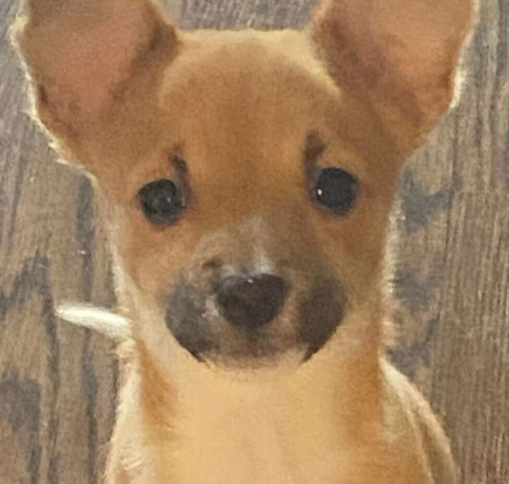 Photo of Ozzie (Milo)