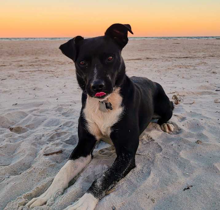 Photo of Piper