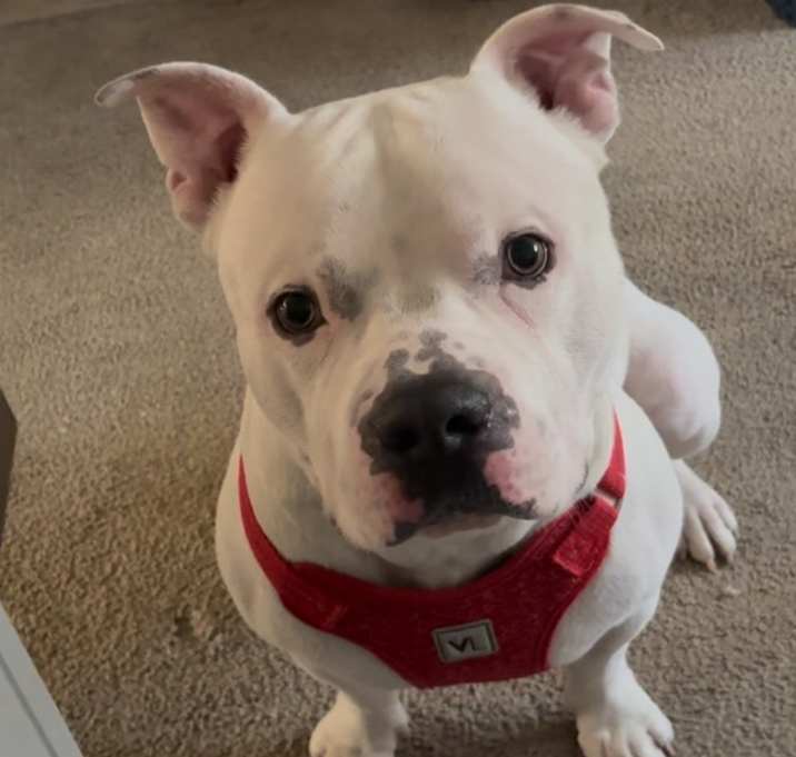 Photo of Marshmallow