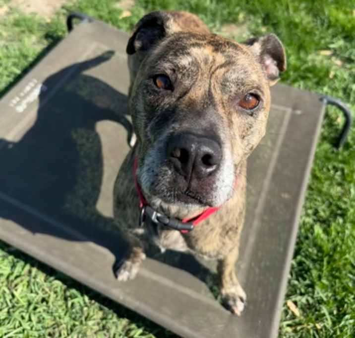 Photo of Ace