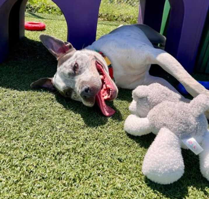 Photo of Rocko VIII (foster)