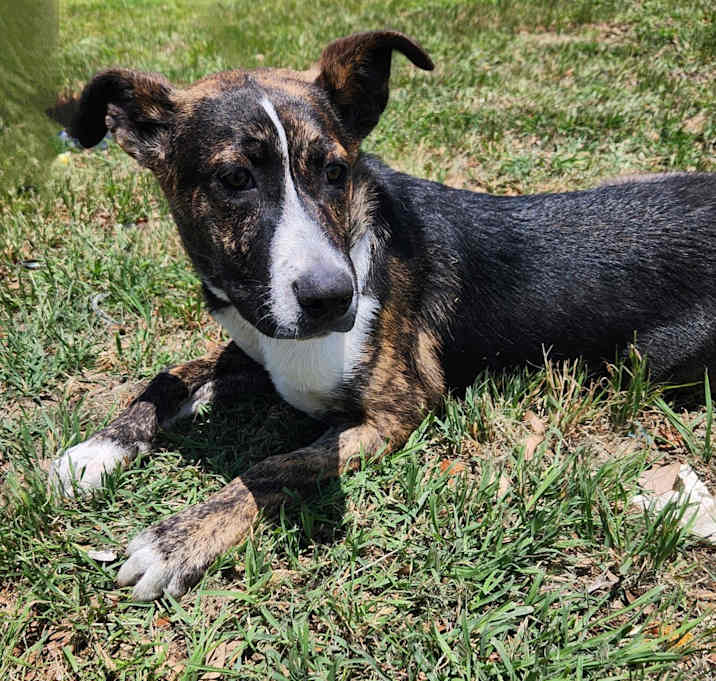 Photo of Maximus FJ