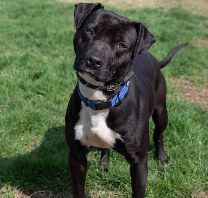 Photo of Hank