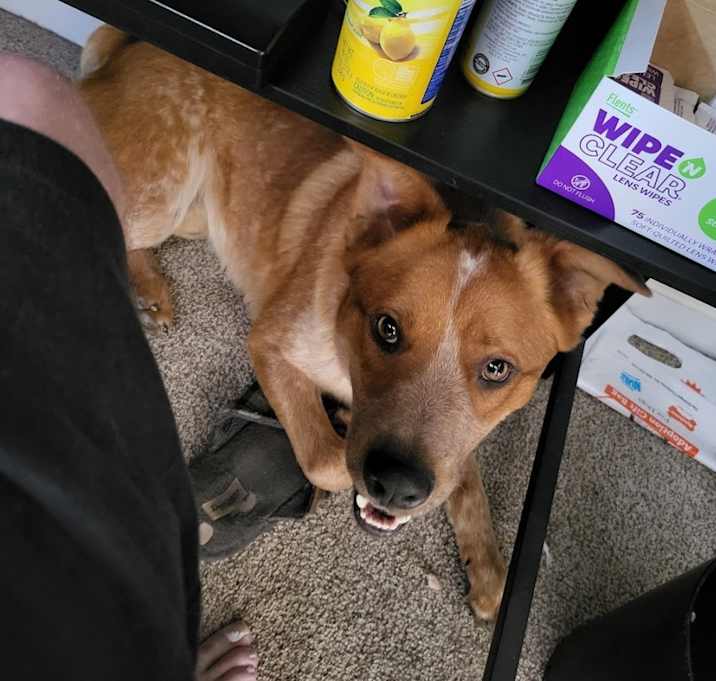 Photo of Buddy