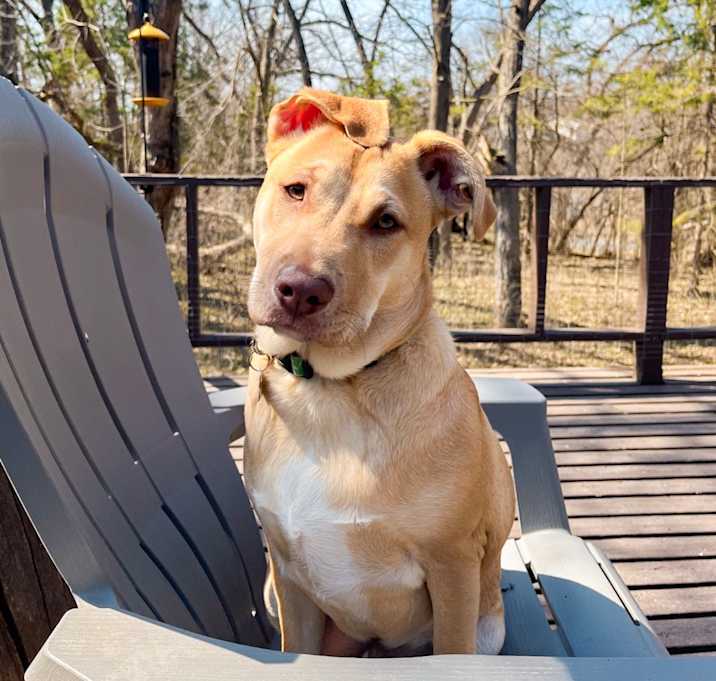 Photo of Daisy