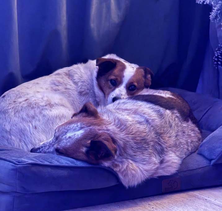 Photo of Sadie and Lacie