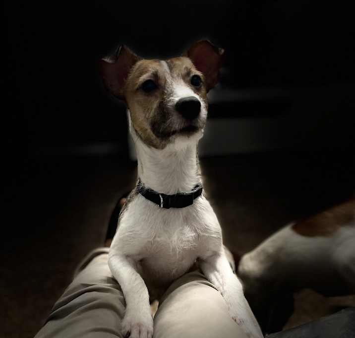 Photo of Beau