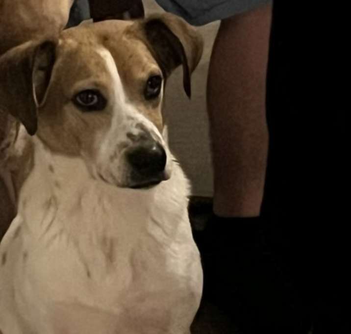 Photo of Oscar
