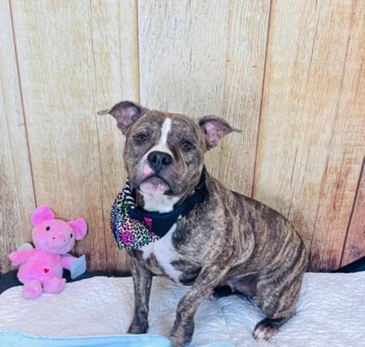 Photo of Cupcake