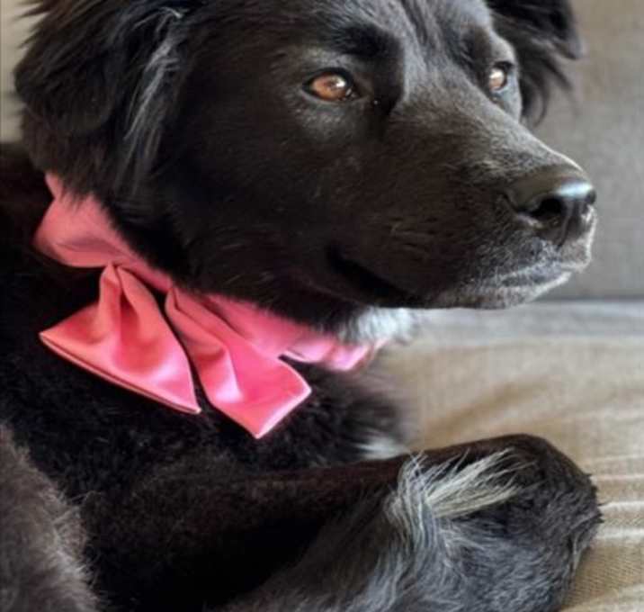 Photo of SHADOW
