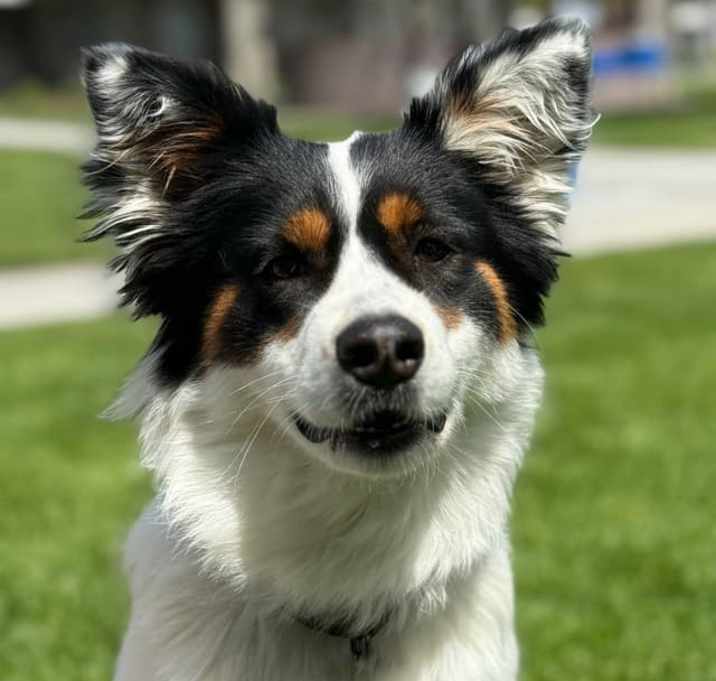 Photo of Gypsy