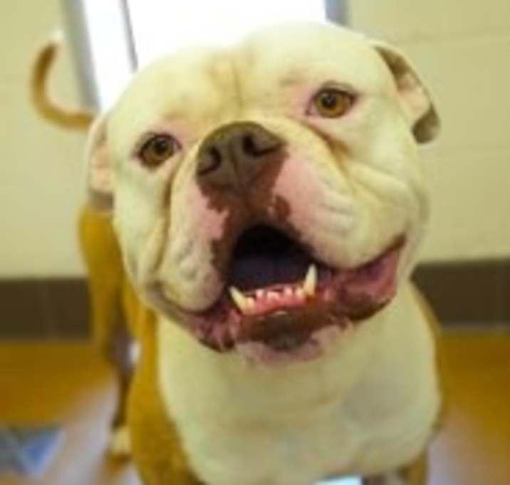 Photo of Rufus