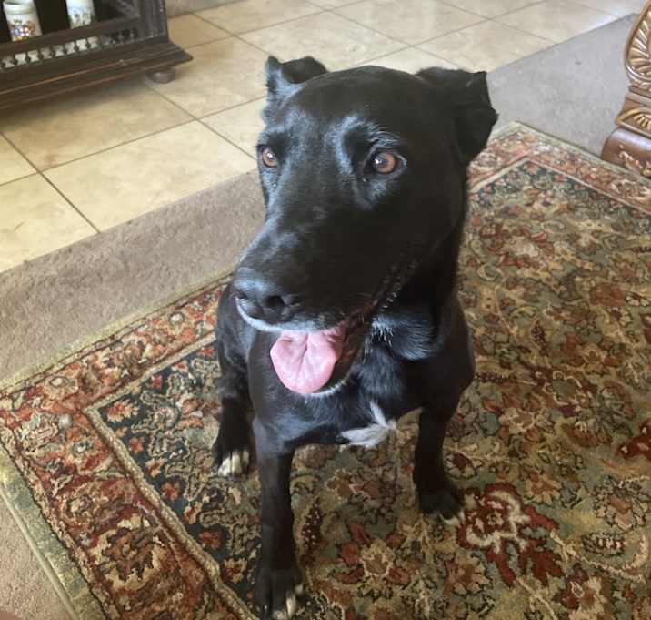 Photo of Luna