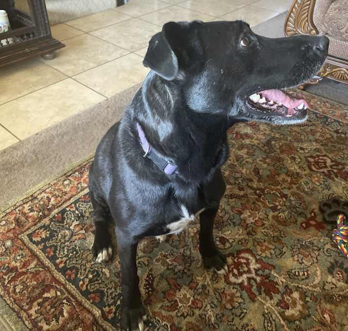 Photo of Luna