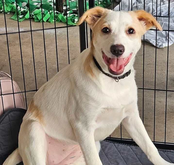 Photo of Narnia (REDUCED ADOPTION FEE)