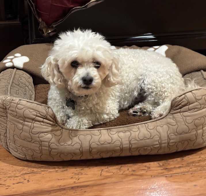Photo of lucy